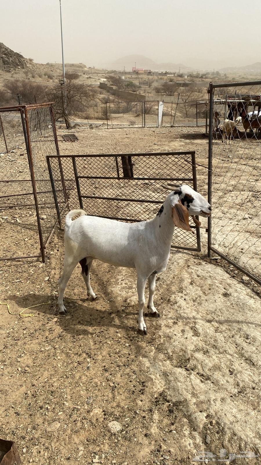 King for sale63621421460610112