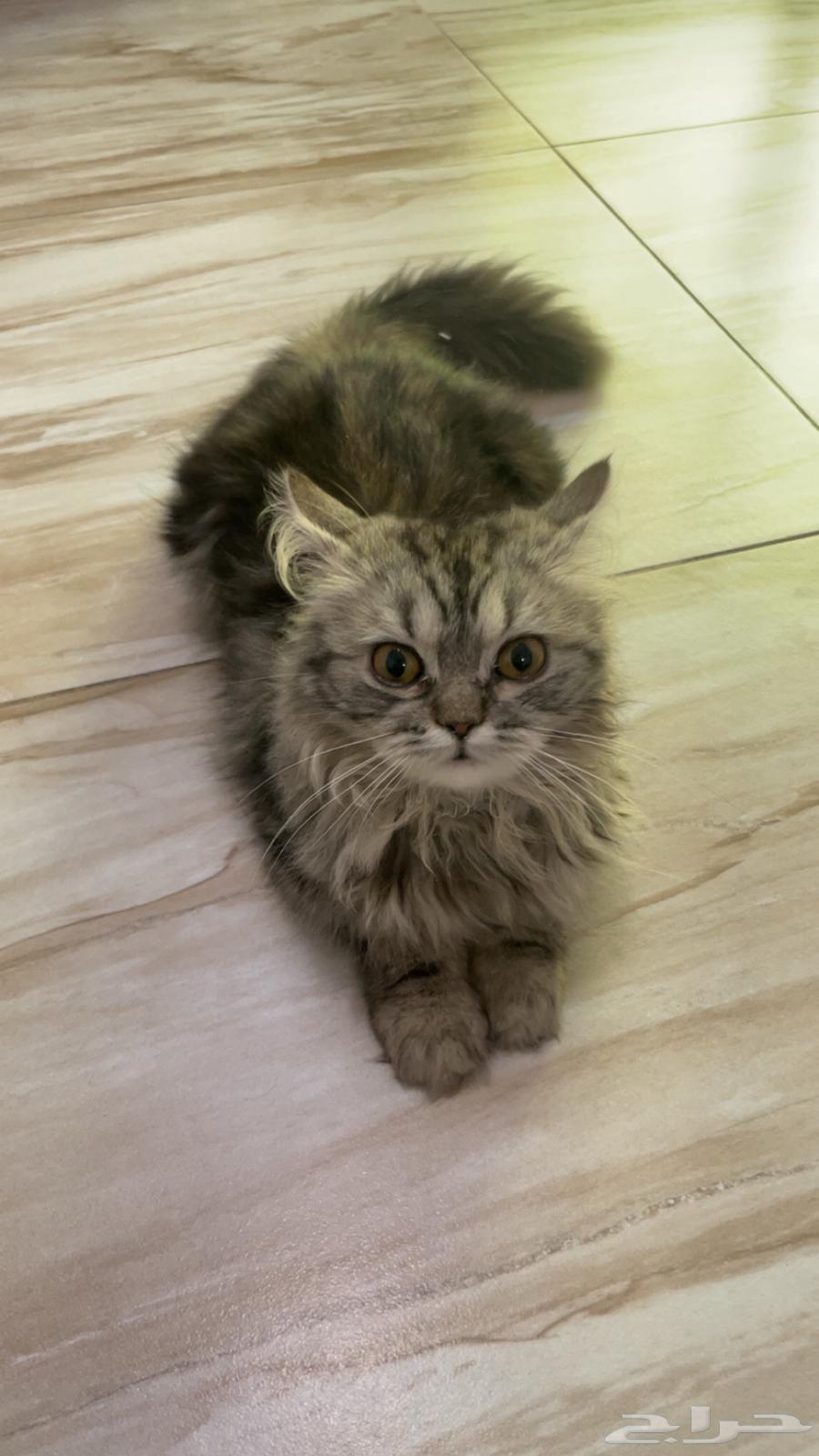 Himalayan Cats for Sale63621839447554111