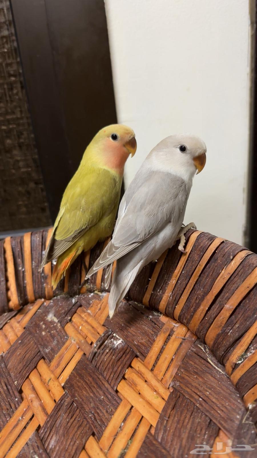 Tame weaned day birds63621339288065113