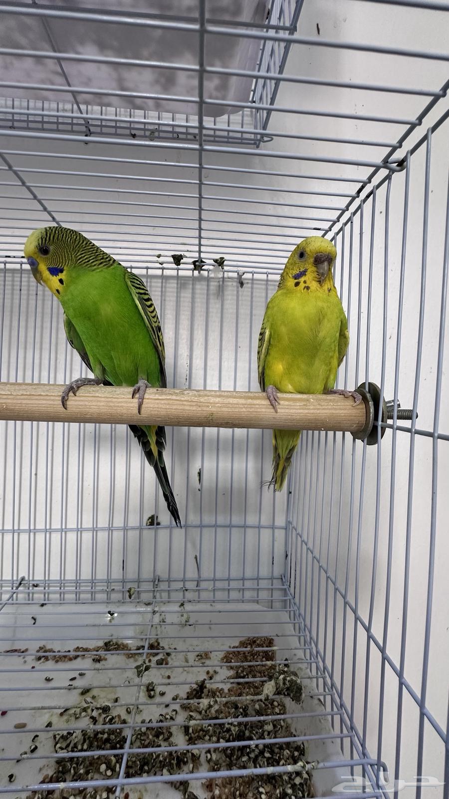 Parakeet pair with chicks63622794315011113