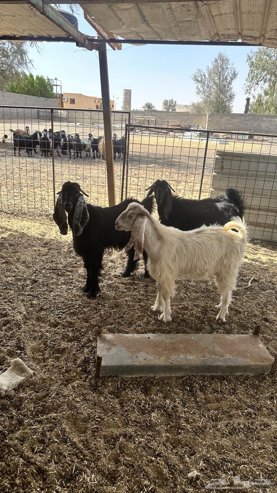 Goats have been sold63625110865153112