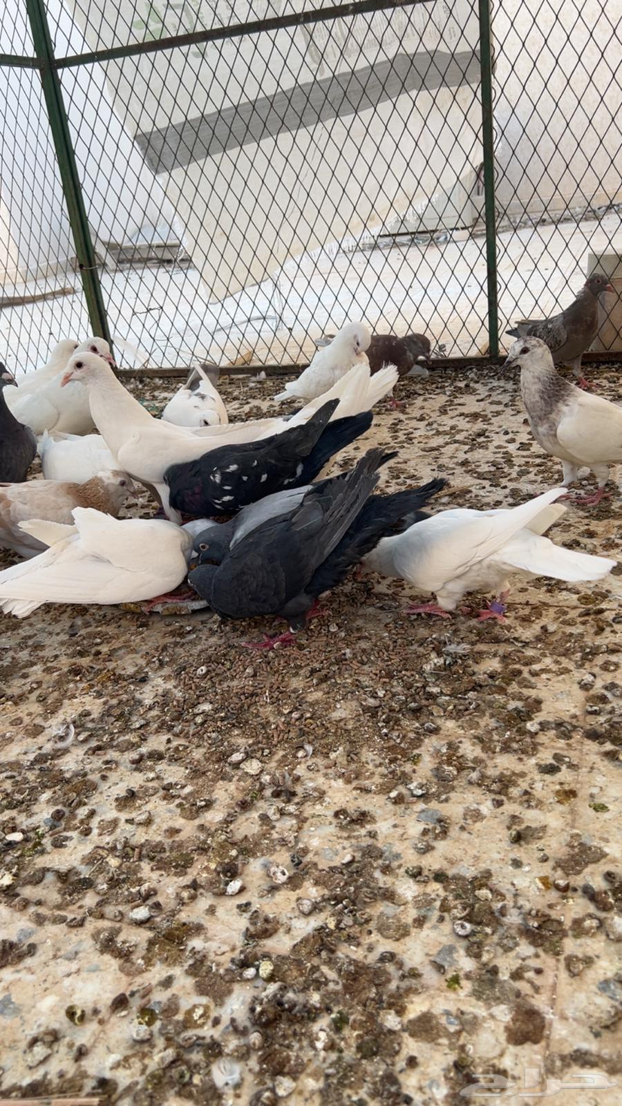 Pigeons for sale French and Zagel63619910533121111