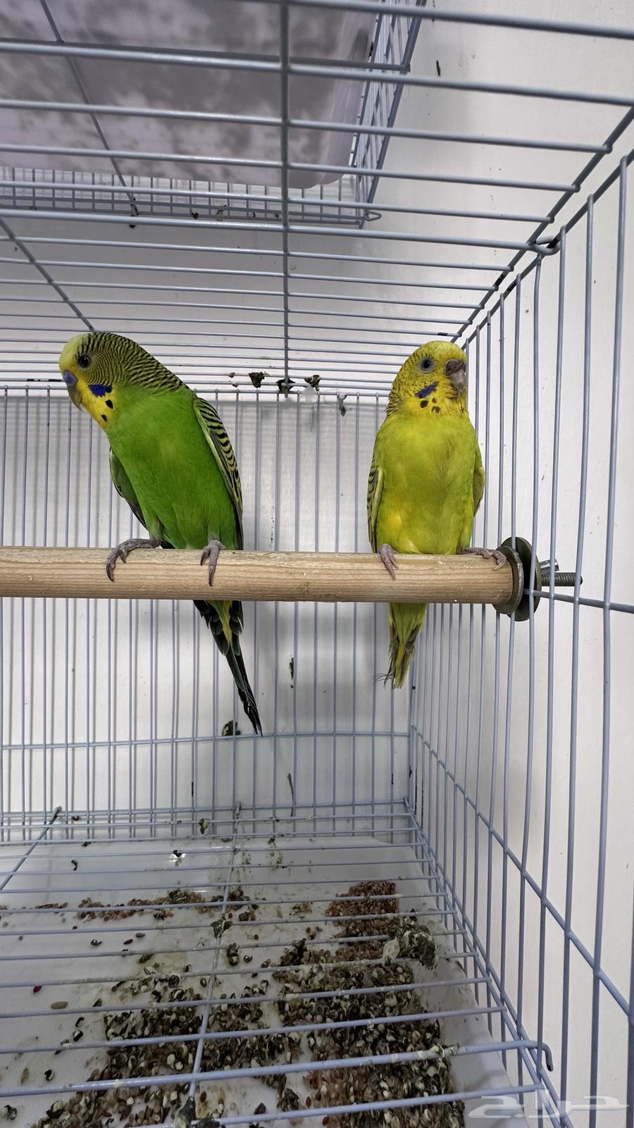 Parakeet pair with chicks63622794315011114