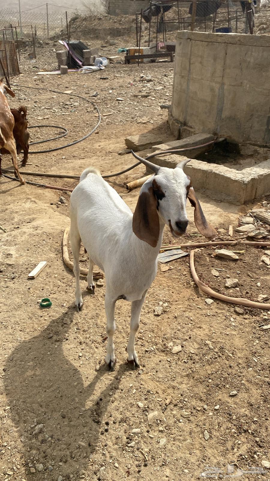 King for sale63621421460610111
