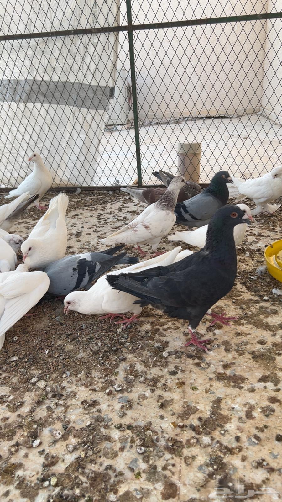 Pigeons for sale French and Zagel63619910533121113