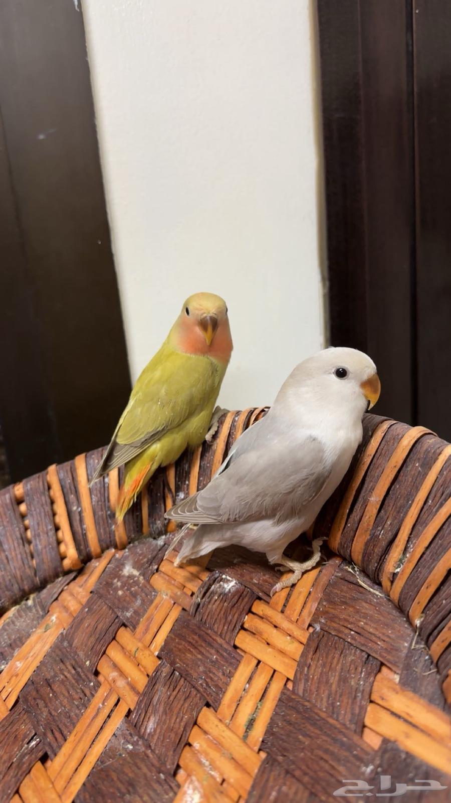 Tame weaned day birds63621339288065112