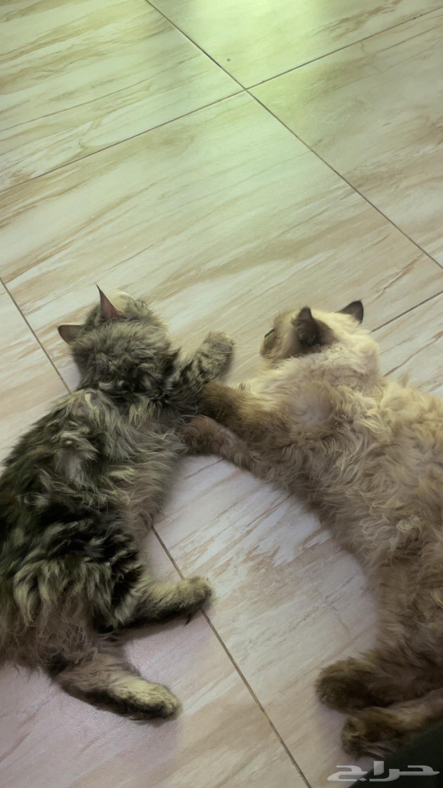 Himalayan Cats for Sale63621839447554112
