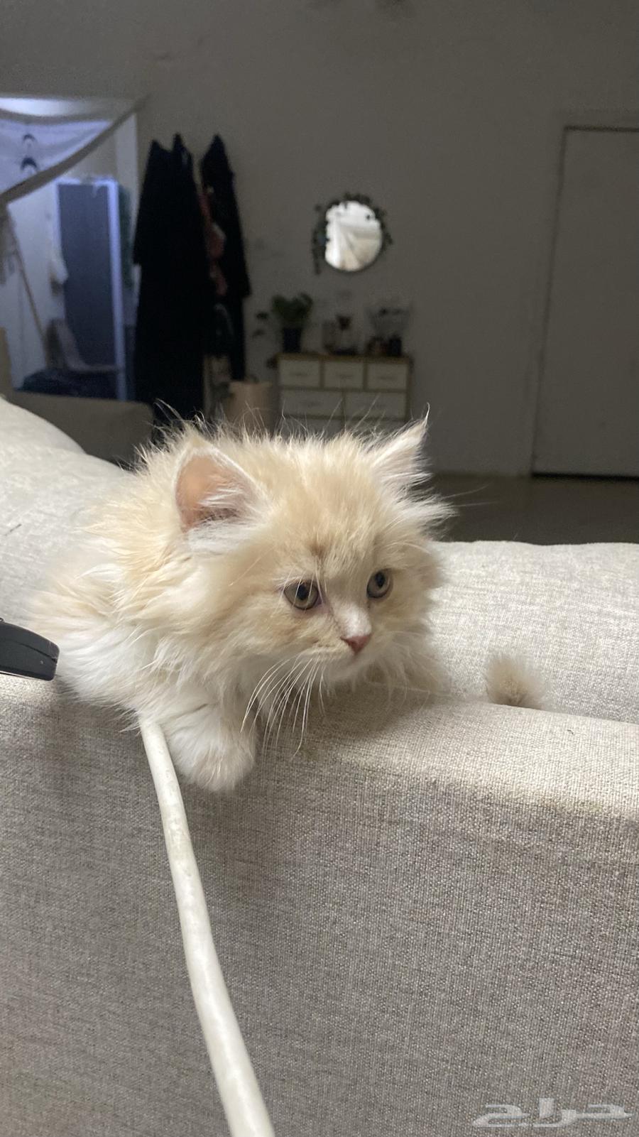 Persian cats for sale63618965206019111