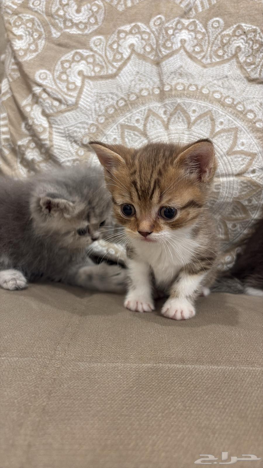 للبيع كتن سكوتش ستريت63618959875841111