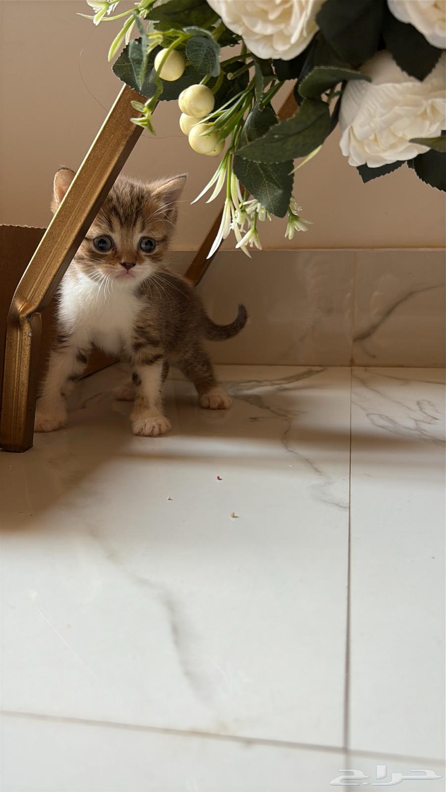 للبيع كتن سكوتش ستريت63618959875841114