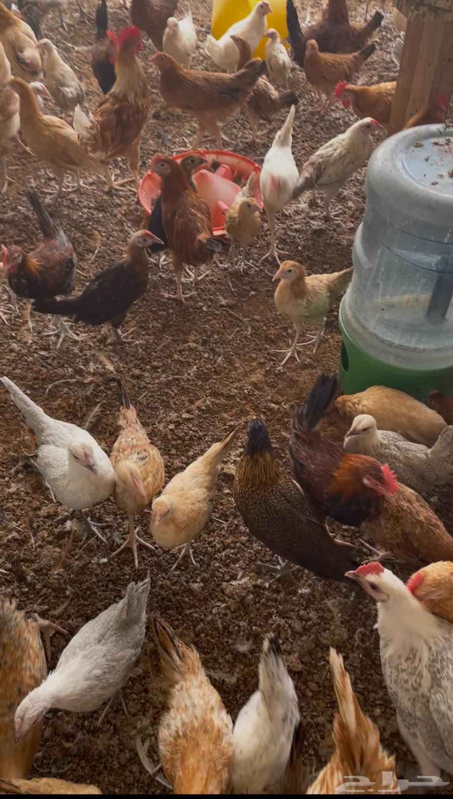 Local Chicken and Rooster63623129244929114