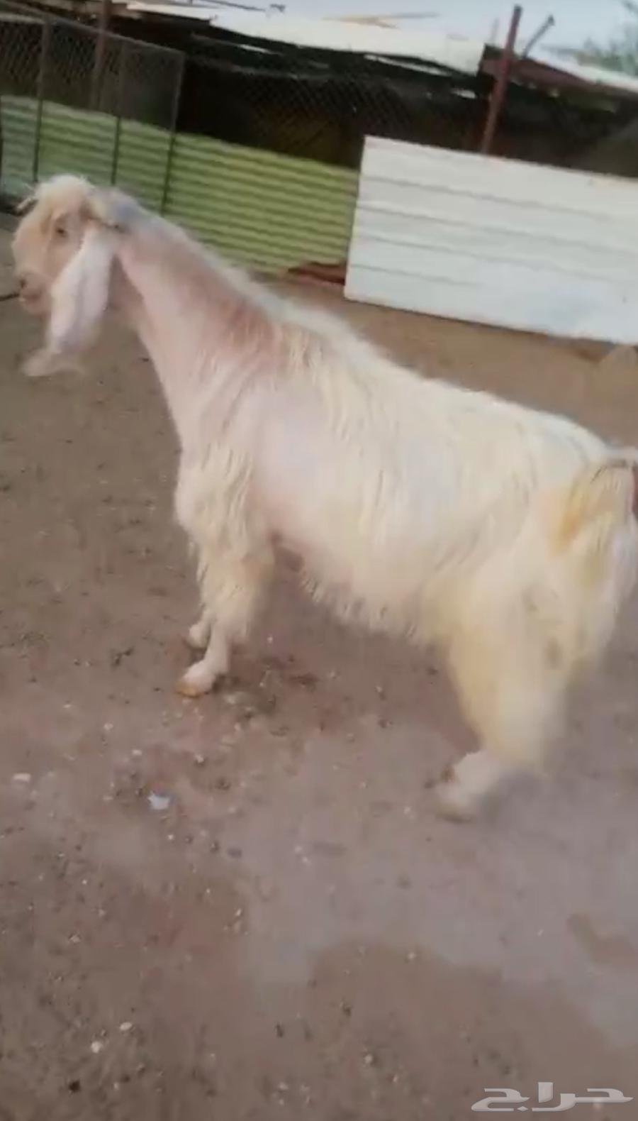 White conditioned male goat63623554058625112