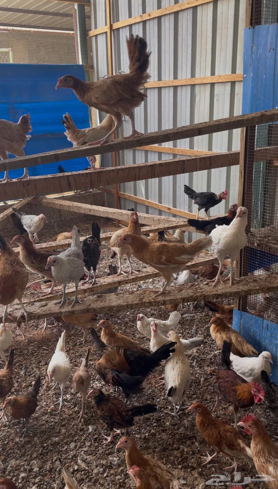 Local Chicken and Rooster63623129244929112