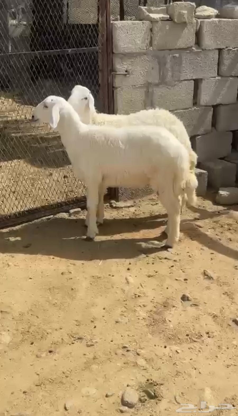 طليان63619735438977111