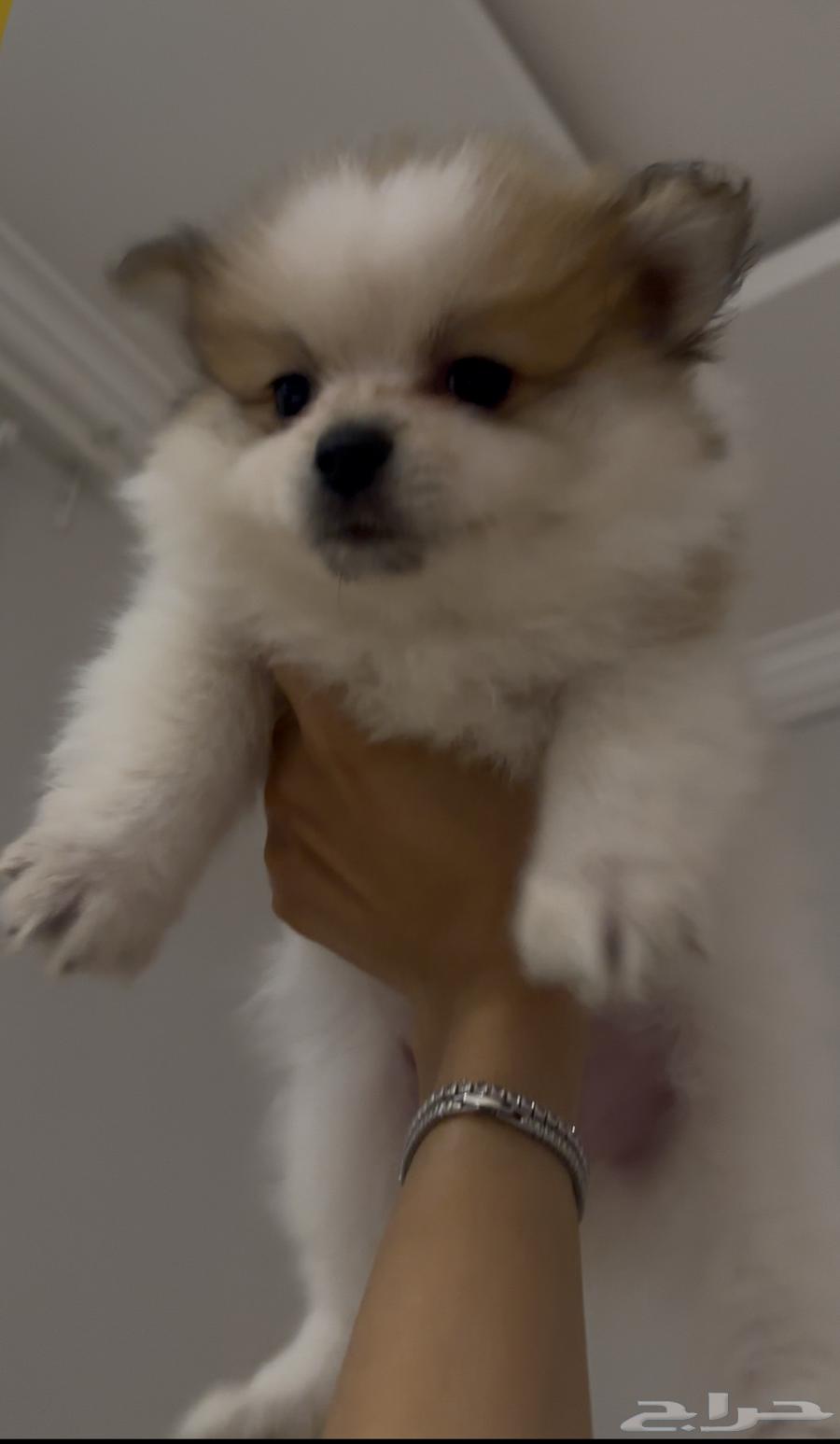 Pomeranian Dog63618967486083110