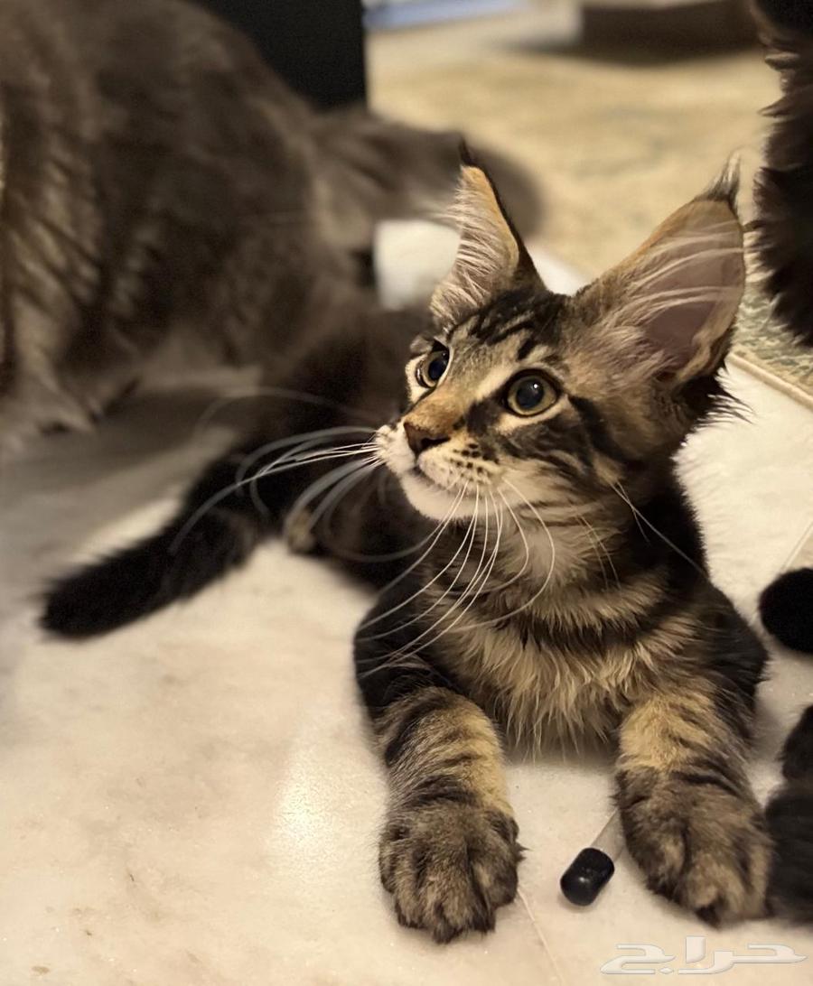 Maine Coon cats for sale imported63621339104513113