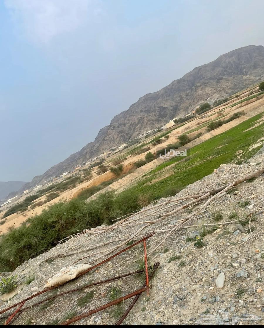مزرعه للبيع63611859060993111