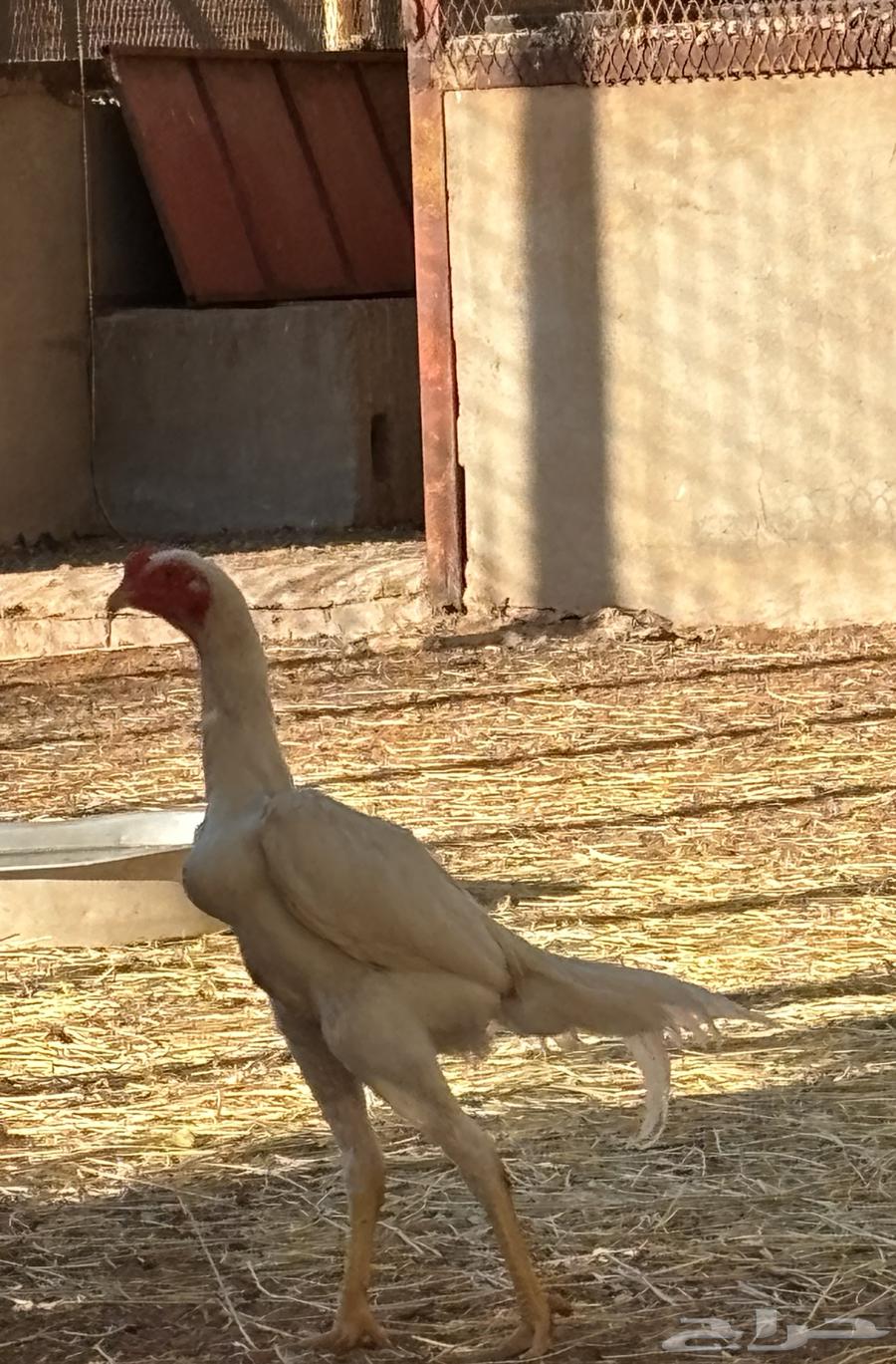 For sale rooster and hen Shamou63618963502721113