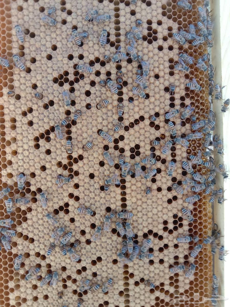 Local bees in European frames63620337910786112