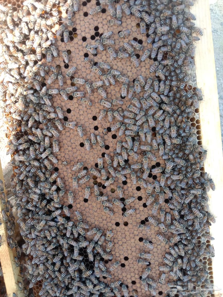 Local bees in European frames63620337910786111