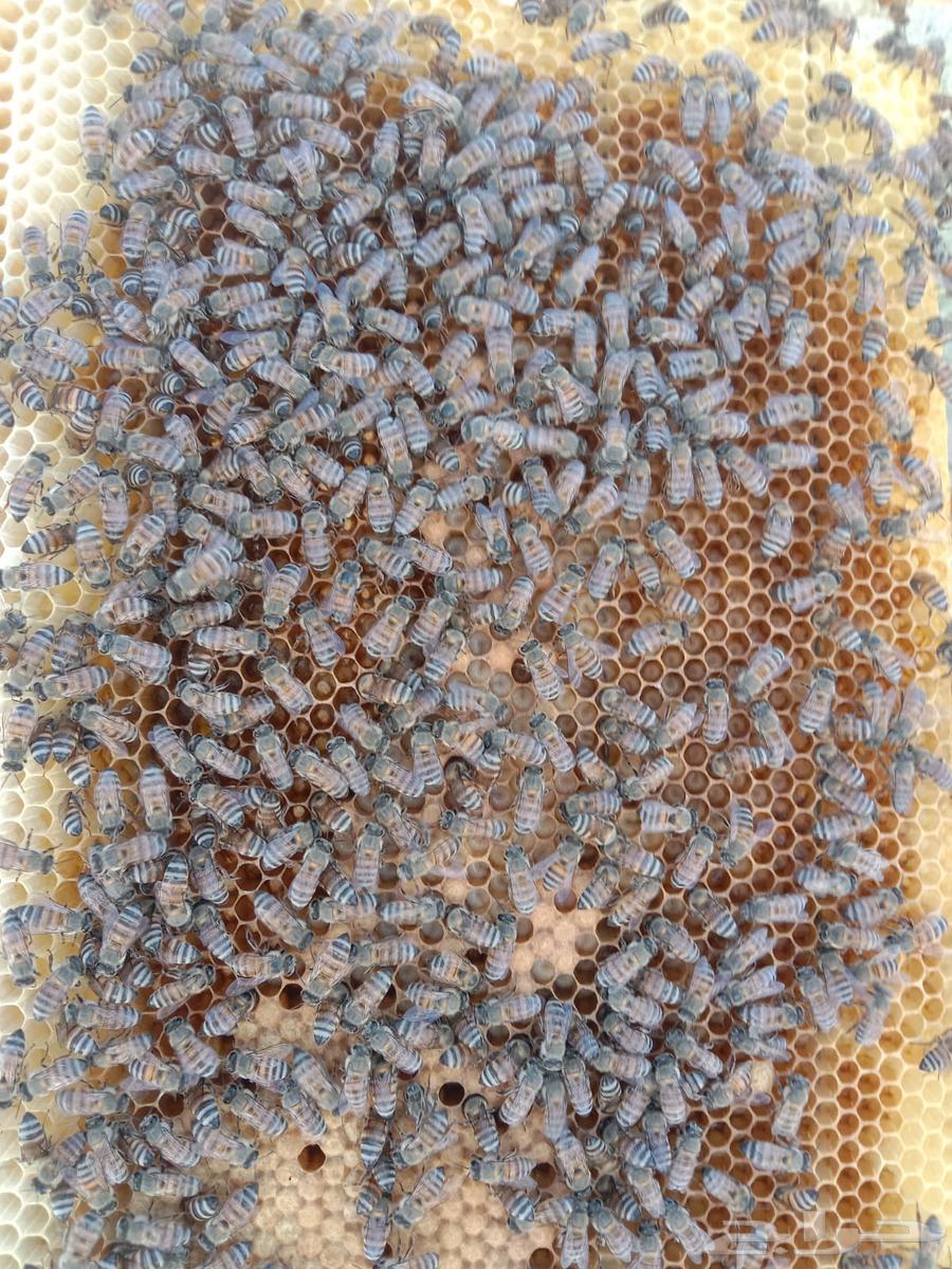 Local bees in European frames63620337910786114