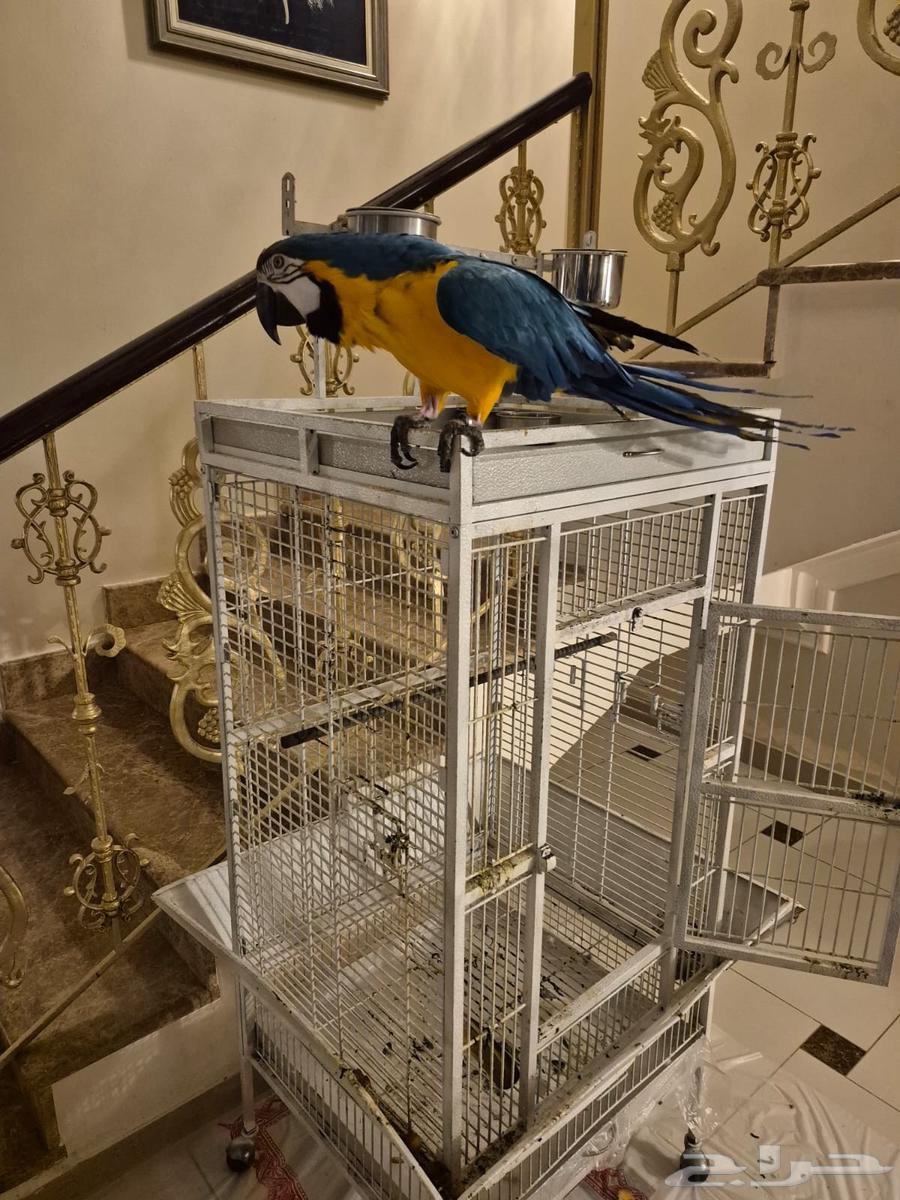 Jumbo Macaw Parrot63624053655171113