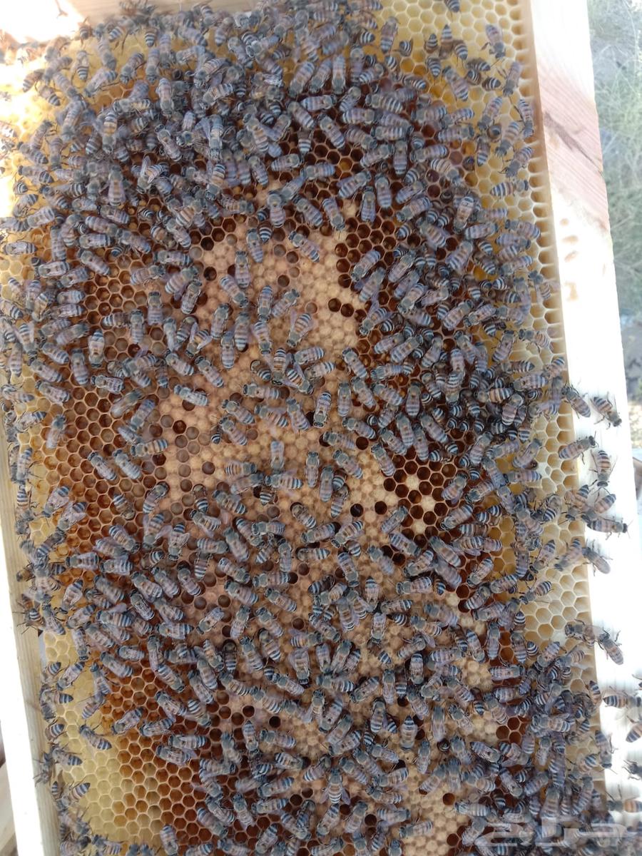 Local bees in European frames63620337910786113