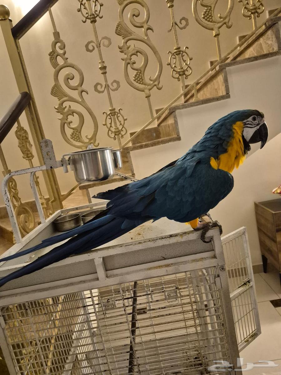 Jumbo Macaw Parrot63624053655171114