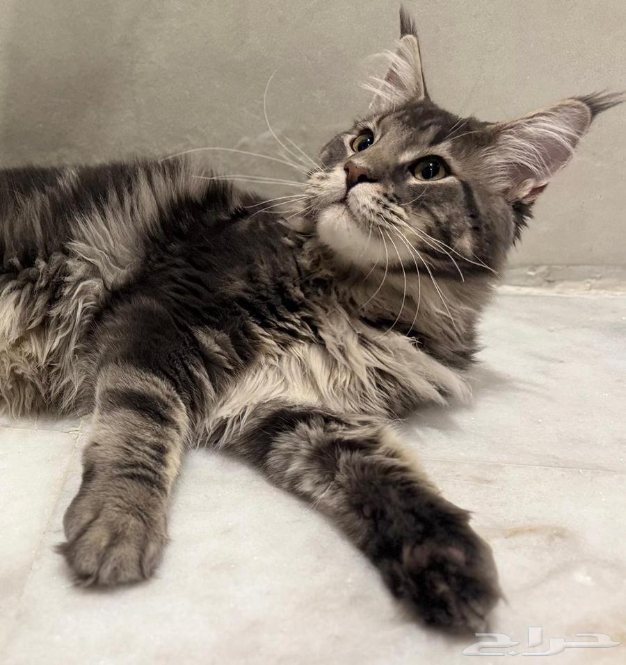 Maine Coon cats for sale imported63621339104513111