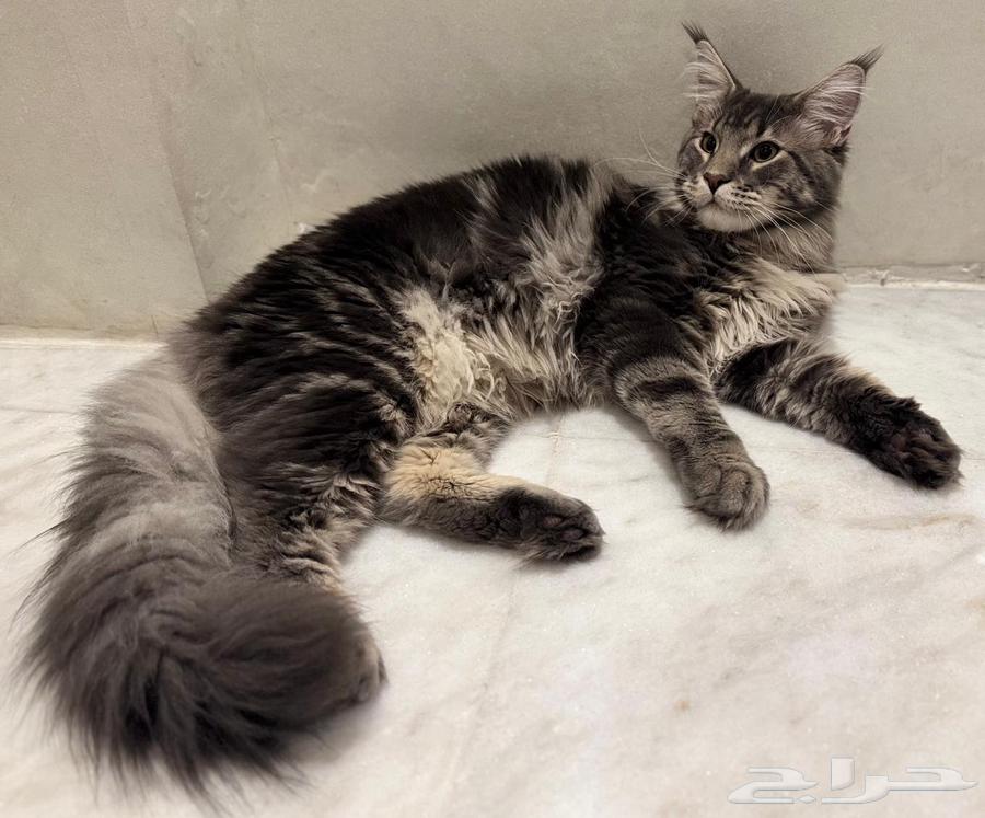 Maine Coon cats for sale imported63621339104513112