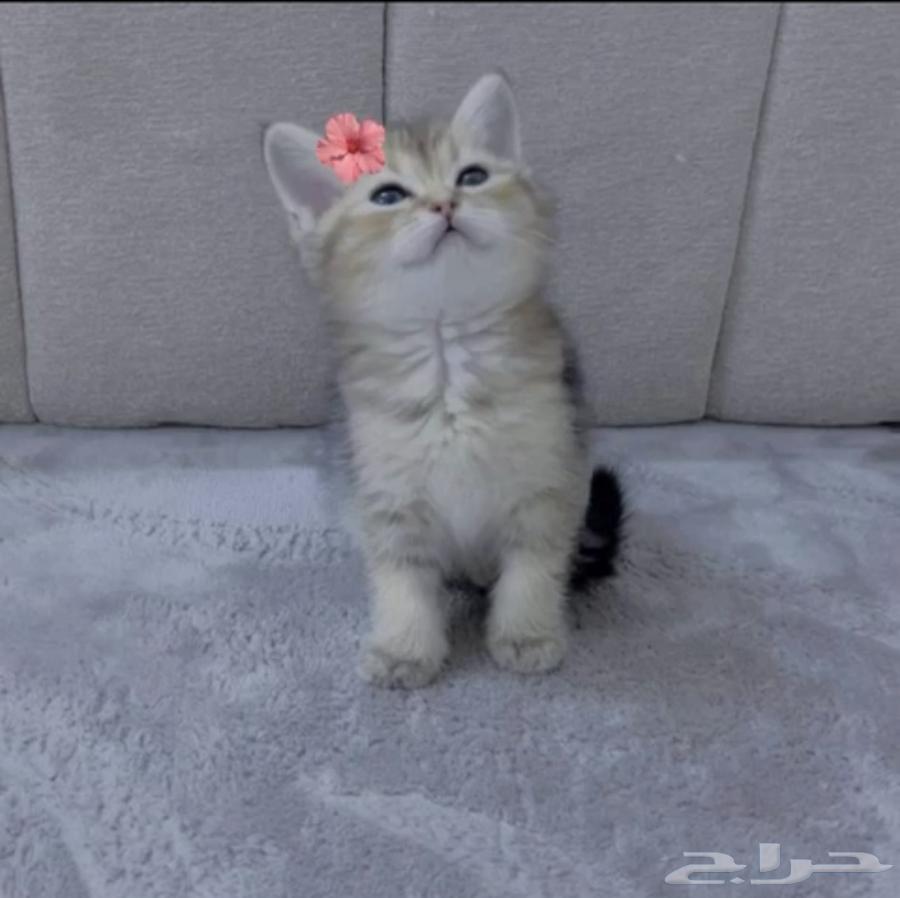 سكوتش كيتن للبيع63396596735619111