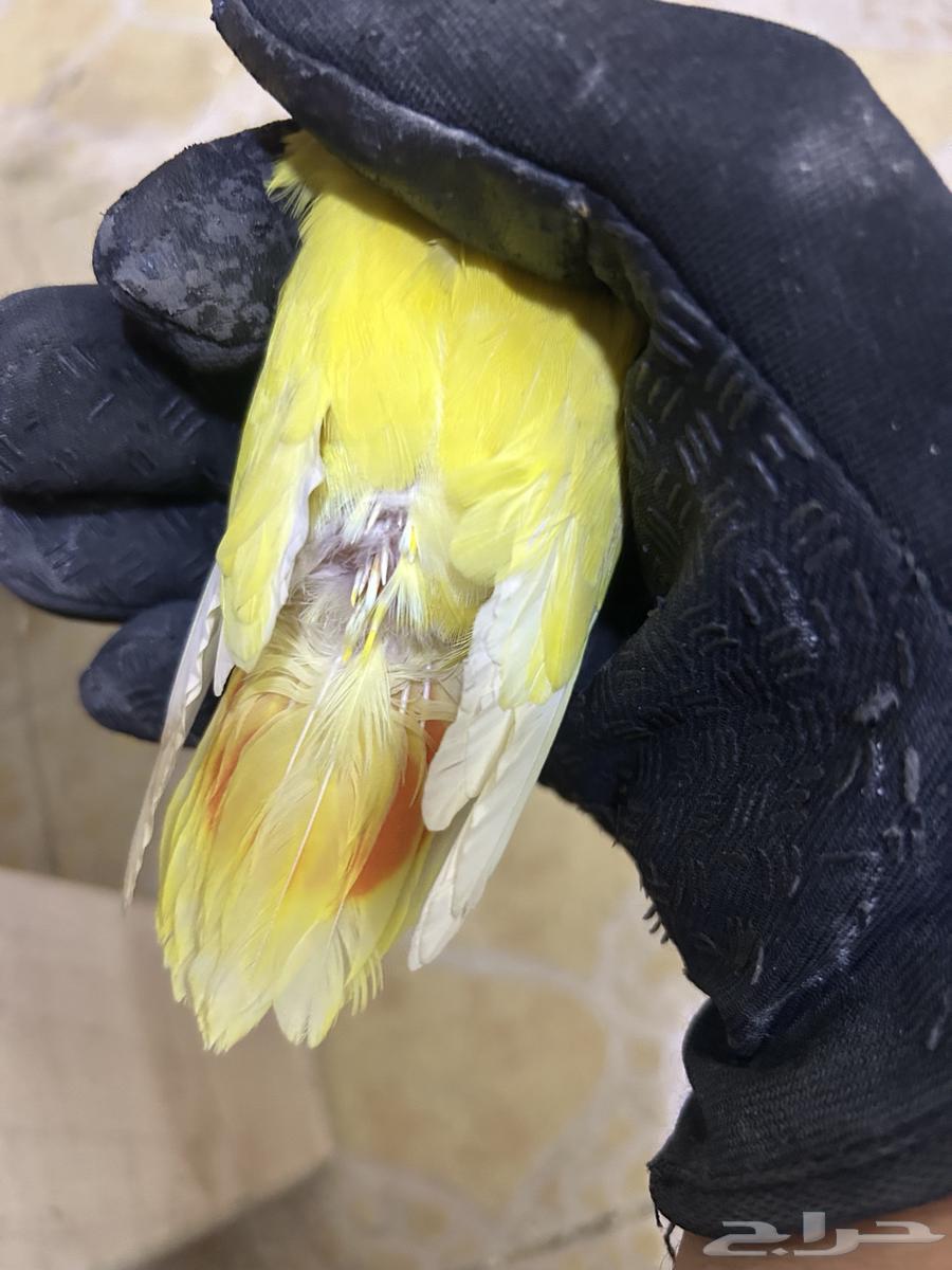 Female Rose 7063623050297857111