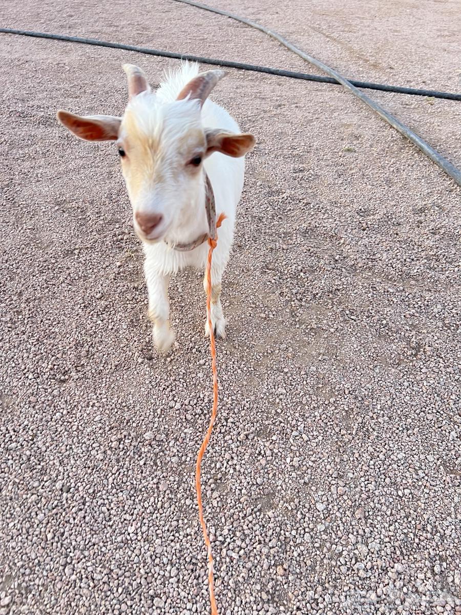 Playful Dwarf Goat63624540622081111