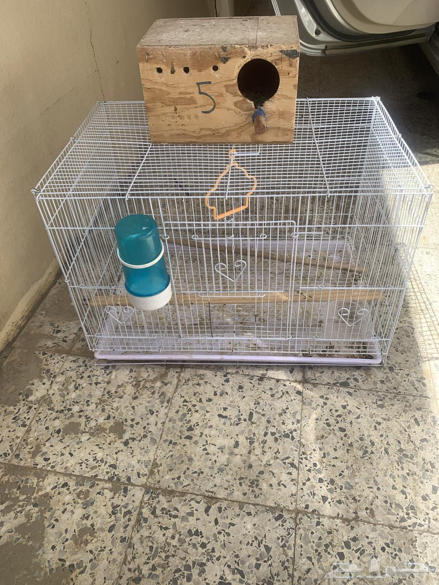 Bird net63620836756609111
