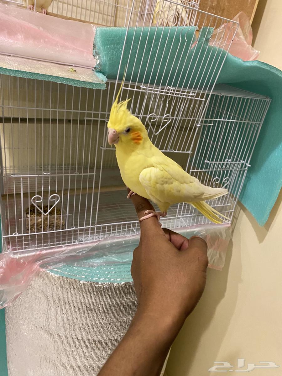 طيور كروان63620512671233113