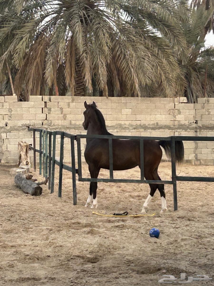 لللبيع مهره مسجله63623715739139111