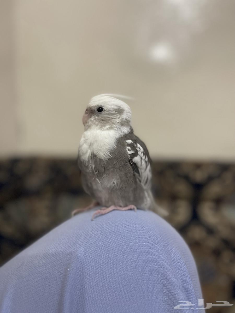 كوكتيل كروان هولندي اليف مرا مع قفص كبير63622966424321112