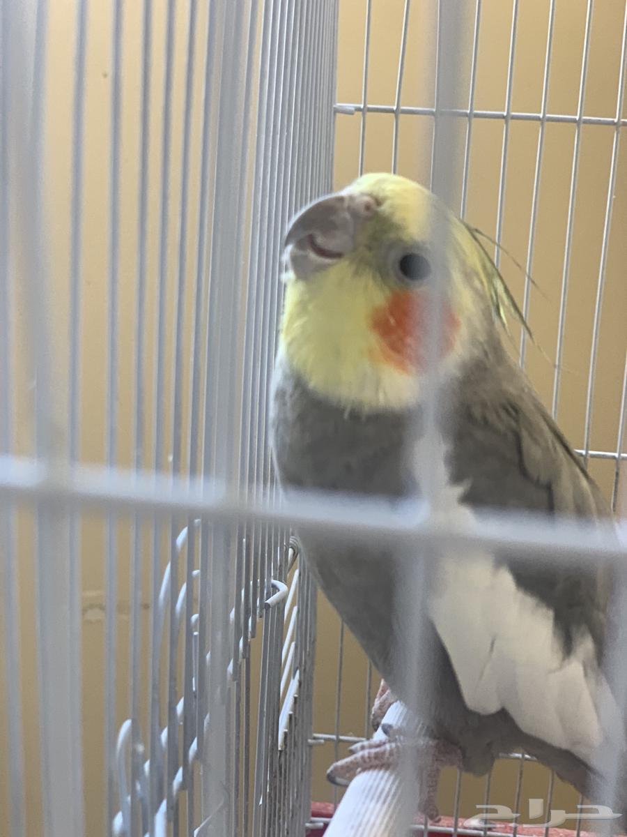 طير ببغاء كروان للبيع63621998177666111