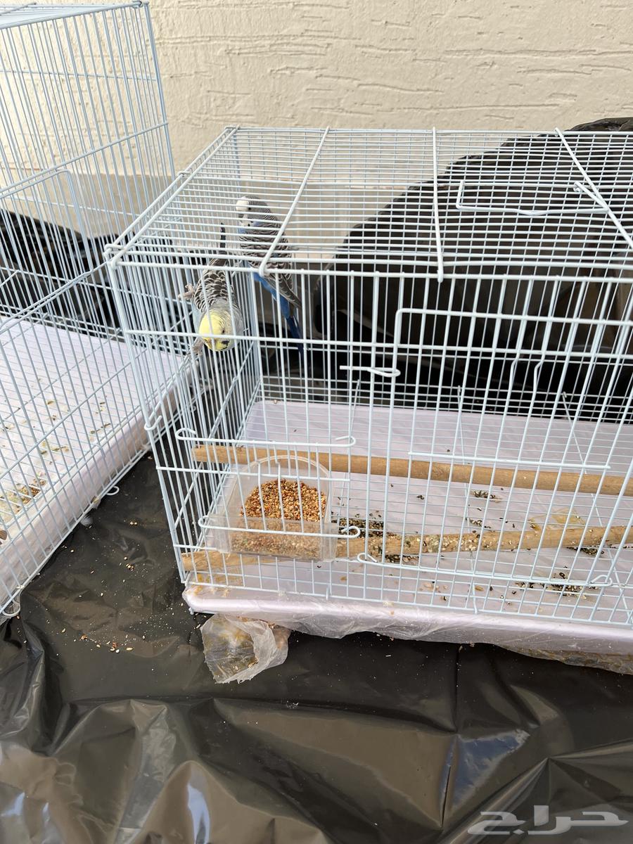 Beautiful birds for sale with cages, quantity 363619446069249111