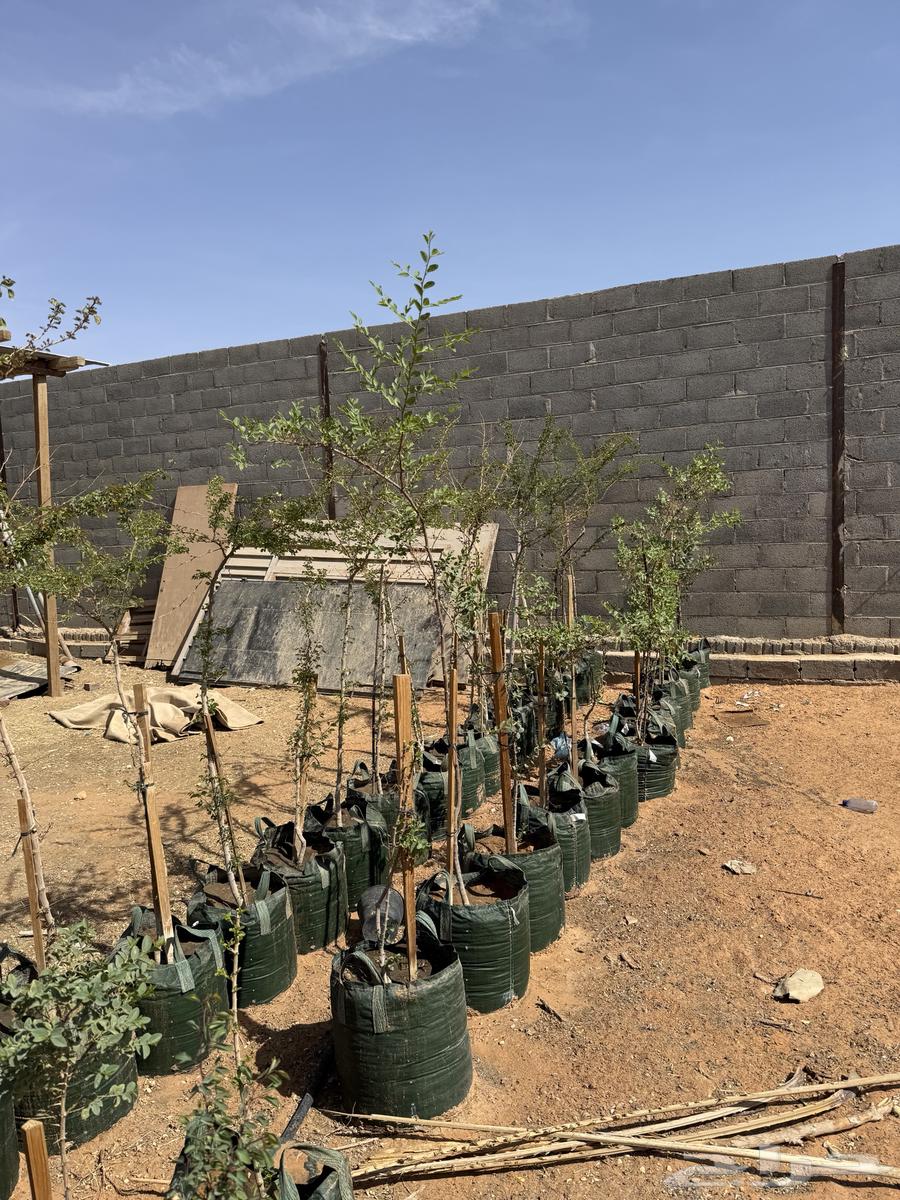 Indian Almond and Large Maraki Sidr Tree Seedlings63621421363457111