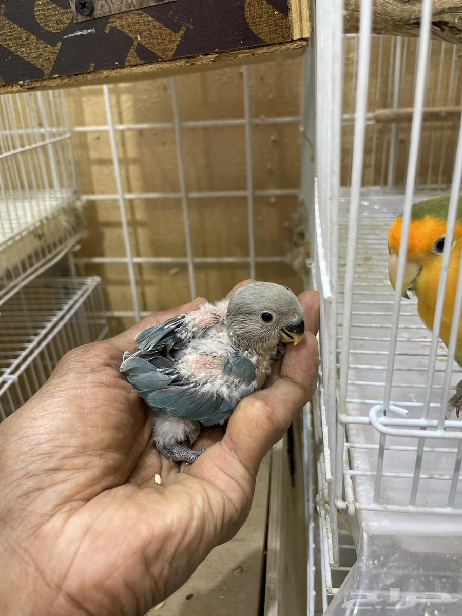 4 فروخ روز63618484391169112
