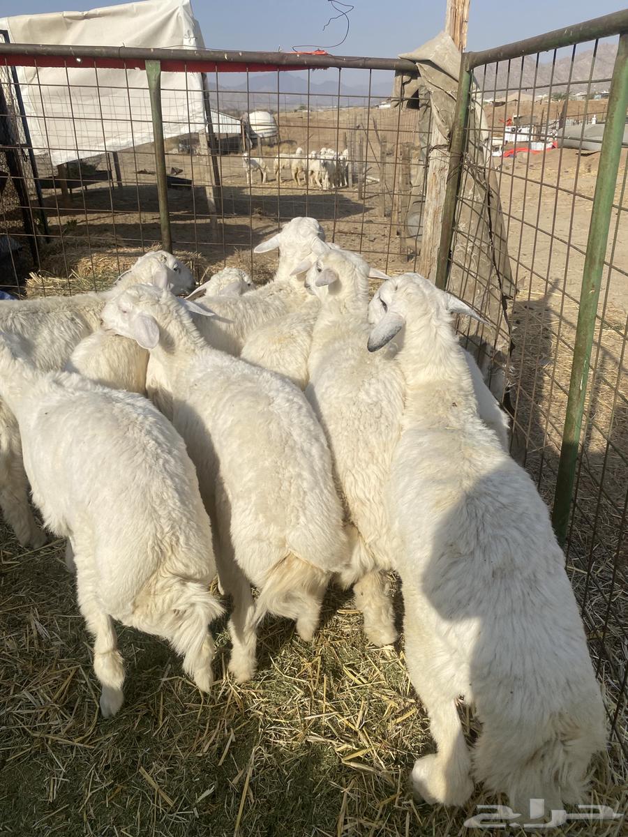 Italian slaughter. For occasions63622794087811112