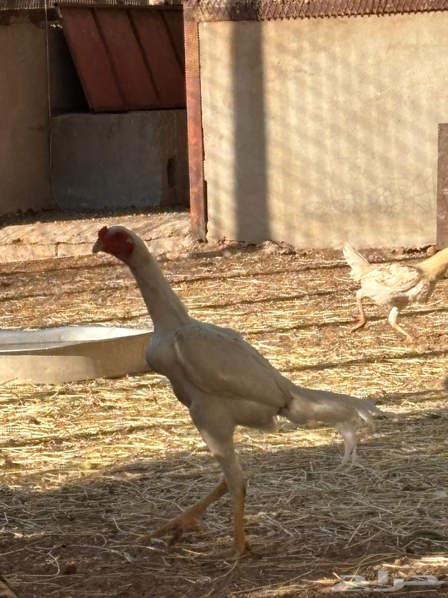 For sale rooster and hen Shamou63618963502721112