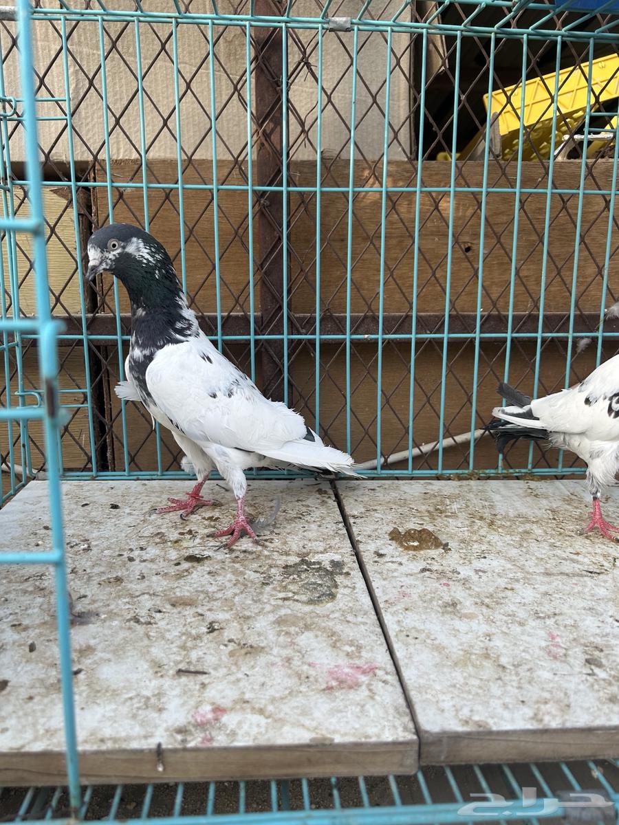 حمام باكستاني تم البيع تم البيع63624536163073114