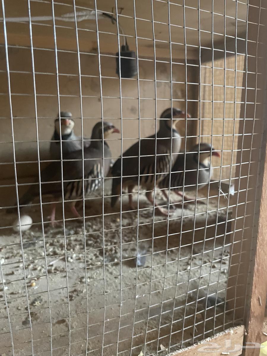 Male Shanir Partridges63623715746561114
