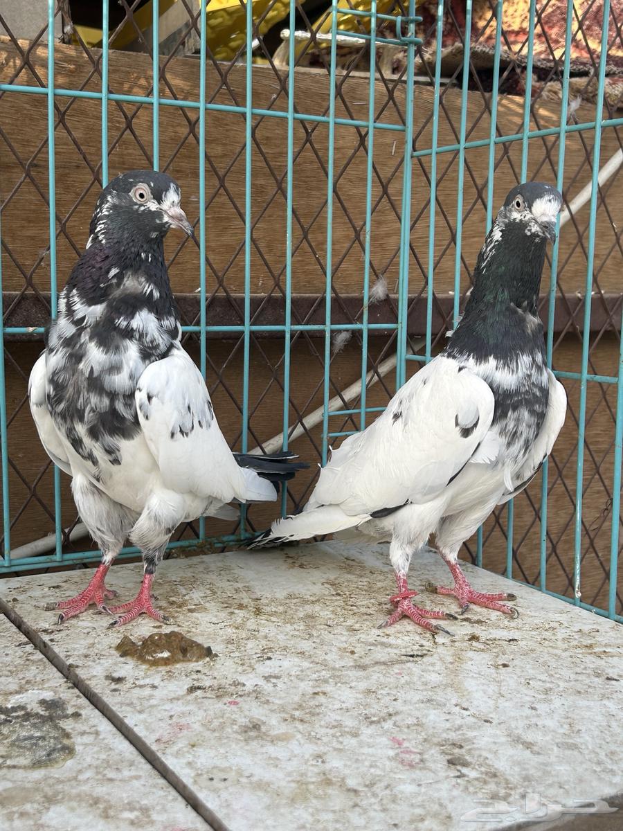حمام باكستاني تم البيع تم البيع63624536163073112