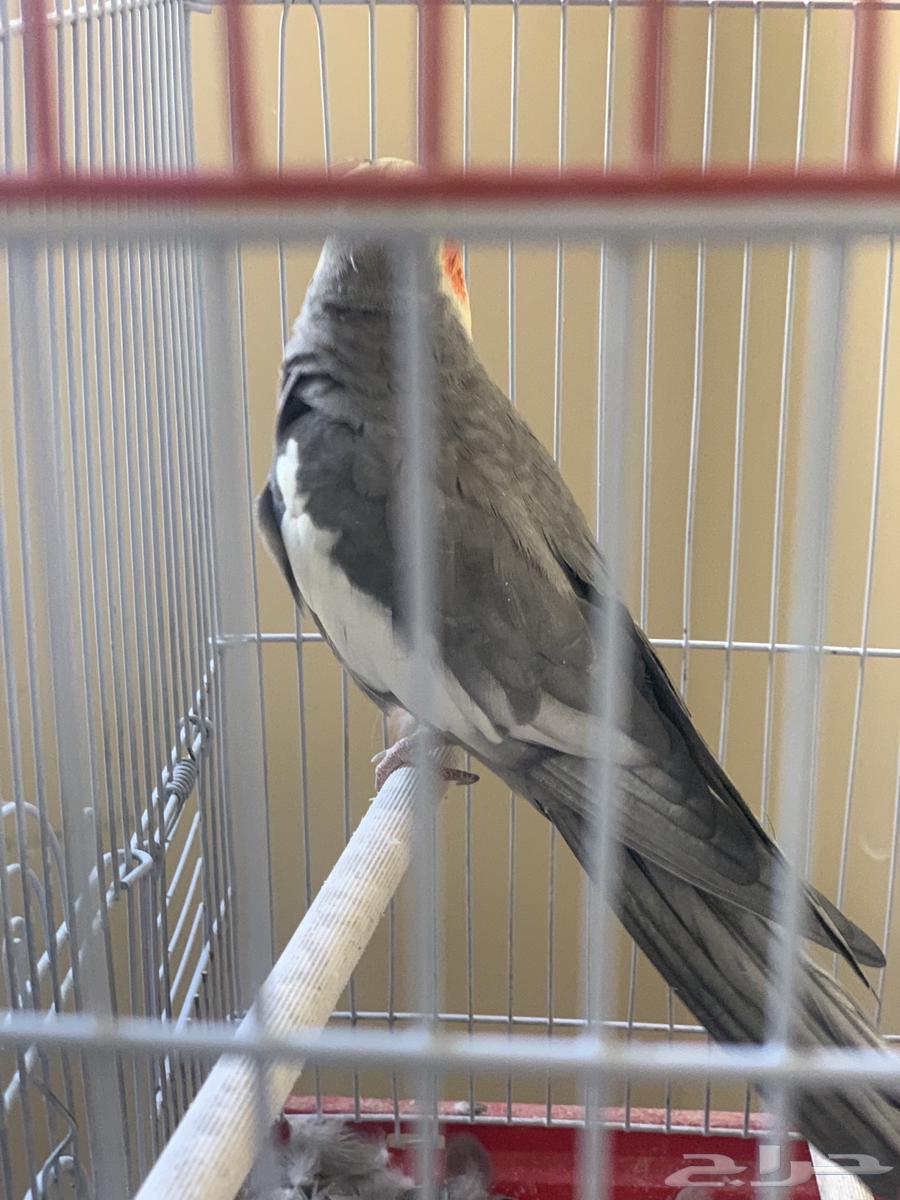 طير ببغاء كروان للبيع63621998177666113