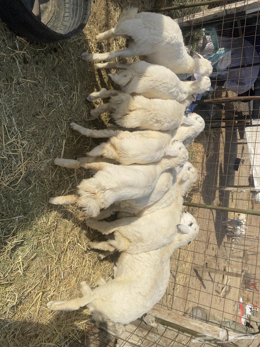 Italian slaughter. For occasions63622794087811114