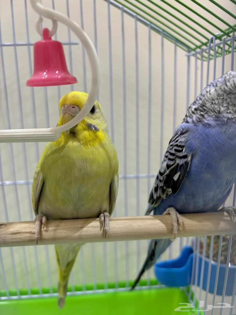 Budgie Pair63622884429314111