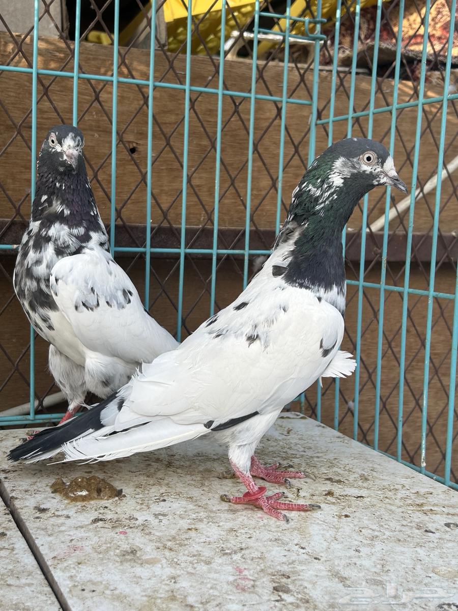 حمام باكستاني تم البيع تم البيع63624536163073111
